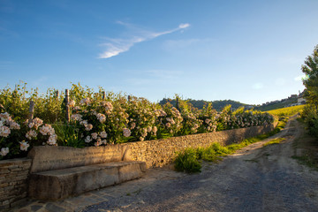View of a country lane among vineyards with blooming rose bushes and a stone wall with a bench on a hill in the Langhe area, La Morra, Cuneo, Piedmont, Italy