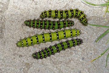 Saturnia pavonia (LINNAEUS, 1758) Kleines Nachtpfauenauge, Raupe 14.06.2010 Opladen...