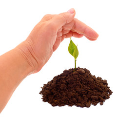 Human hand over a plant protects.