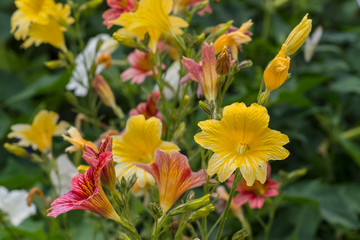 Blossom plant nature outdoor colorful botanic garden