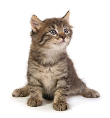 Obraz premium Mały szary kotek.