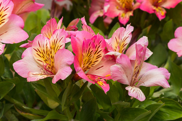Obraz na płótnie Canvas Blossom plant nature outdoor colorful botanic garden