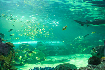 Beautiful fish in the aquarium, Toronto