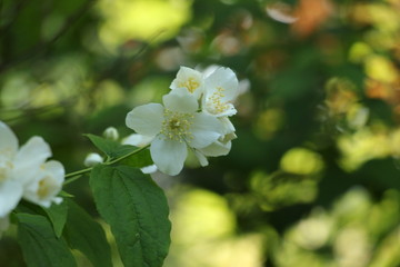Obraz na płótnie Canvas Blossoms in the garden