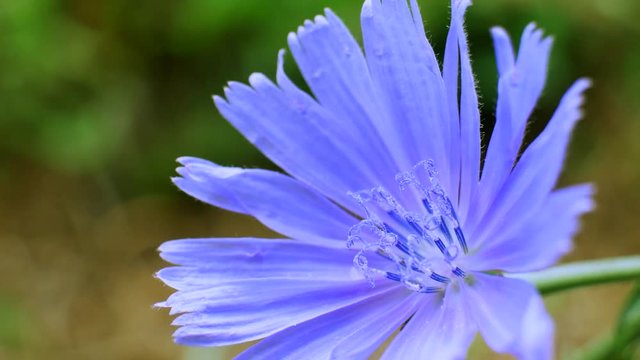 Blue Cichorium flower in Field at green background
