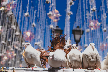 White pigeons sitting outdoor on the street, Moscow.