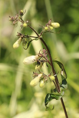 Flower buds in the garden