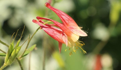 Close-up of flower in the garden