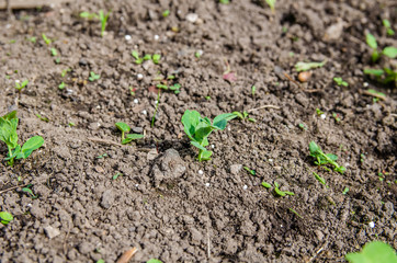 little green pea sprout grows on a bed in the ground