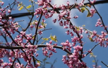Cherry blossoms against a blue sky