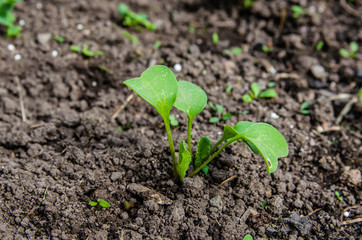 little sprout radishes growing in the ground on the bed