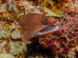 Tauchenreisen um die Welt