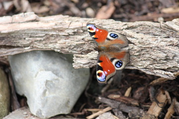Tagpfauenauge Schmetterling sitzt auf einer Baumrinde