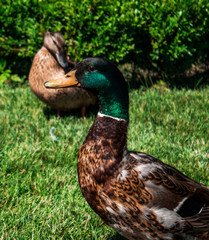 two ducks on a background of grass and bushes