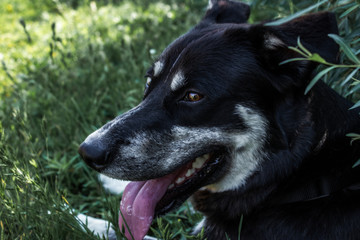 the dog lies and looks at you