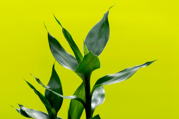 Fresh Green Lucky Bamboo stalks and leaves on bright yellow background. Scientific name: Bambusoideae. Gramineae family.
