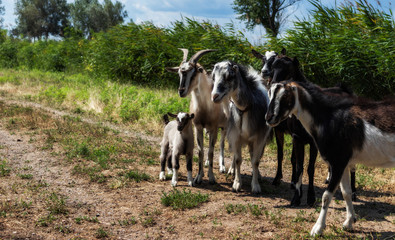 five goats standing on the road against the sky and green