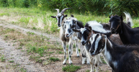 five goats on a background of grass carefully watching