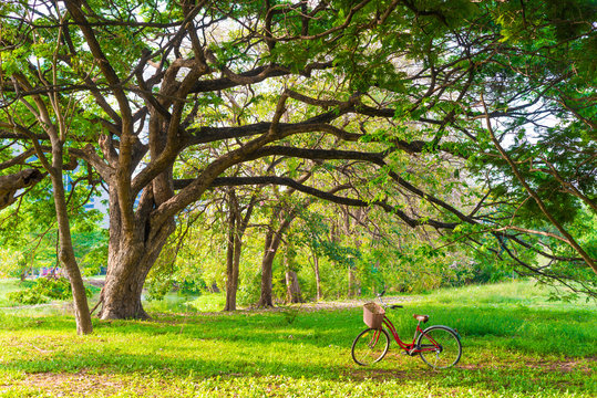 Red Bike Under Tree In Green City Park