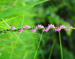 らせん状の花弁をつける花