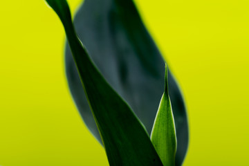 Fresh Green Lucky Bamboo stalks and leaves on bright yellow background. Scientific name: Bambusoideae. Gramineae family.