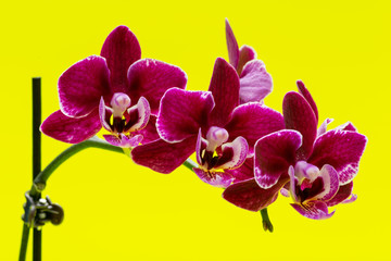 Obraz na płótnie Canvas Blooming Mini Velvet Burgundy Phalaenopsis Orchid Plant isolated on bright yellow background. Moth Orchids. Tribe: Vandeae. Order: Asparagales.
