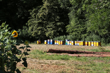 Apiary with colorful beehives on the edge of the forest