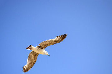 Large white seagull flies in blue sky, freedom in wildlife. Close-up. Selective focus. Copy space.