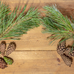 pine branch with cones on wooden background