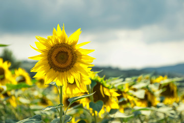  Field of sunflowers, rural landscape