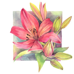Hand painted watercolor illustration.  Сomposition with pink lily flowers.