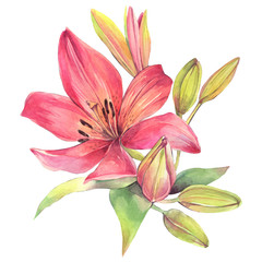 Hand painted watercolor illustration.  Сomposition with pink lily flowers.