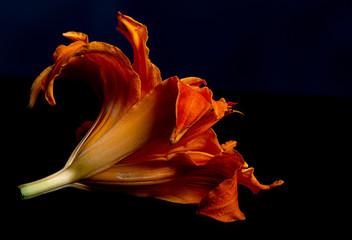 Day lilly on black background