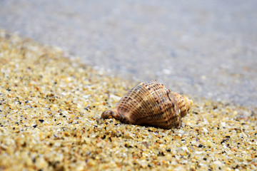 Vacation, rest. Large shell lies on sand near edge of the sea. Sea coast, calm, serenity. Close-up. Selective focus. Copy space.