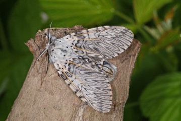 Cerura vinula Großer Gabelschwanz 06.06.2010 DE, Leverkusen-OpladenSONY DSC
