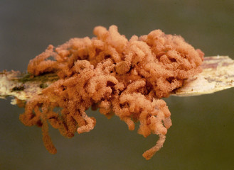 Arcyria species, myxomycetes that grow on decaying wood of extraterrestrial appearance