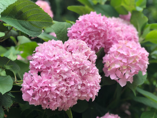 Beautiful bush of hydrangea flowers