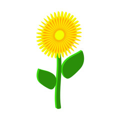 Dandelion. Yellow Flower.Isometric and 3D view.	