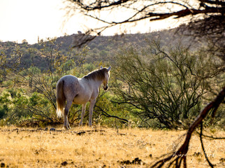 Wild Stallion observing his herd
