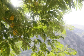 Naklejka premium green background