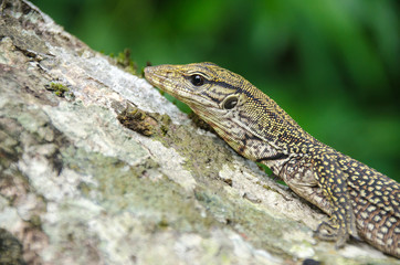 Asian water monitor (Varanus salvator) climb on the tree, animal eye