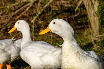 Naklejka na ściany i meble Aylesbury (also known as Long Island, American Pekin or Pekin) ducks searching for food