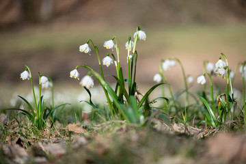 Märzenbecher