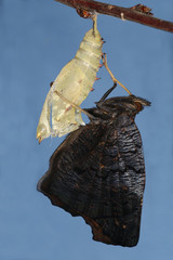 Aglais io (LINNAEUS, 1758) Tagpfauenauge 04.07.2010 DE, NW, Urdenbacher Kämpe (Düsseldorf, ex...