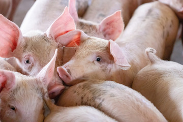 Small piglet in the farm. Group of Pig indoor on a farm yard in Thailand. swine in the stall. © krumanop