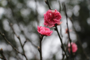 Beautiful pink plum blossoms close-up on a branch