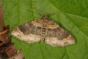 Xanthorhoe ferrugata (CLERCK, 1759) Dunkler Rostfarben-Blattspanner 14.05.2010 DE, Haan (Rheinland), Grube 10SONY DSC