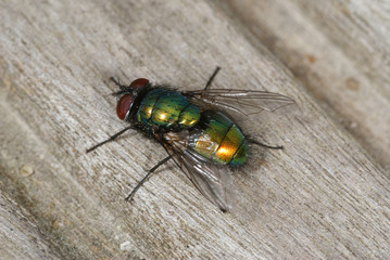 Lucilia spec. Schmeißfliege, Goldfliege 16.05.2010 DE, LeverkusenSONY DSC