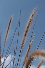 Fototapeta premium Reeds 