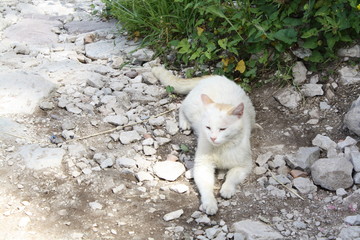 Fototapeta premium cat in garden
